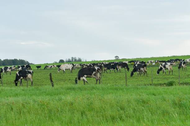 istock Cows grazing in the Uruguayan grasslands 1333951908
