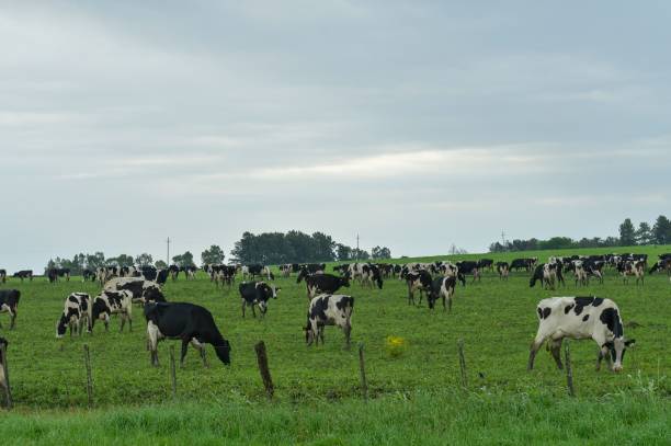 istock Cows grazing in the Uruguayan grasslands 1333951913