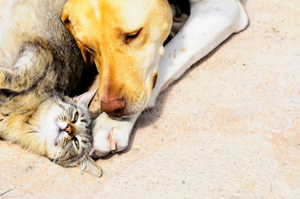 istock Pets and companion animals 1333951917