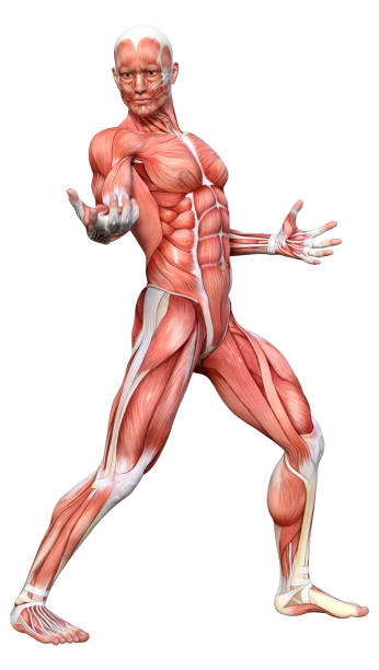 istock 3D illustration male figure with muscle maps on white 1333951978