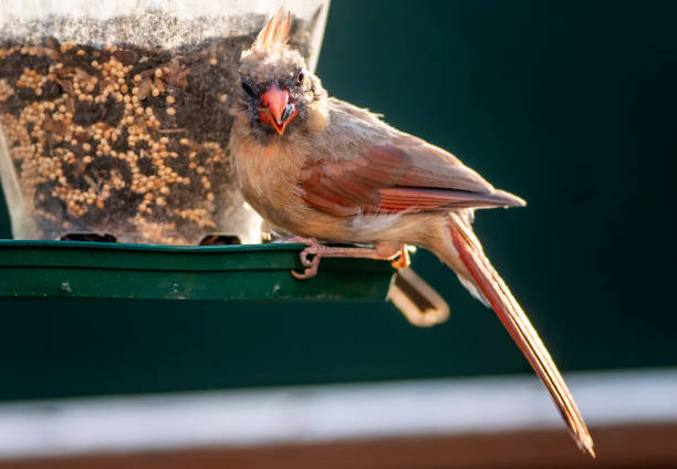 istock Molting Northern Cardinal on the backyard bird feeder 1333952109