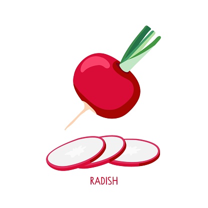 Radish isolated on white. Whole radish, radish slices. Farmer Market Logo. Vegetable Ingredient. Organic food eco template for menu, recipe, Card, banner, sticker, poster, print vector illustration