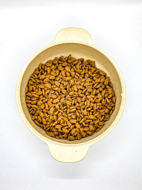 istock cat food in a tray on a white background 1333953250