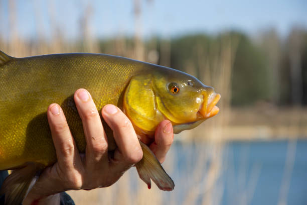 Tench - (Tinca tinca) on the hand against the background of water. Tench - (Tinca tinca) on the hand against the background of water. tinca tinca stock pictures, royalty-free photos & images
