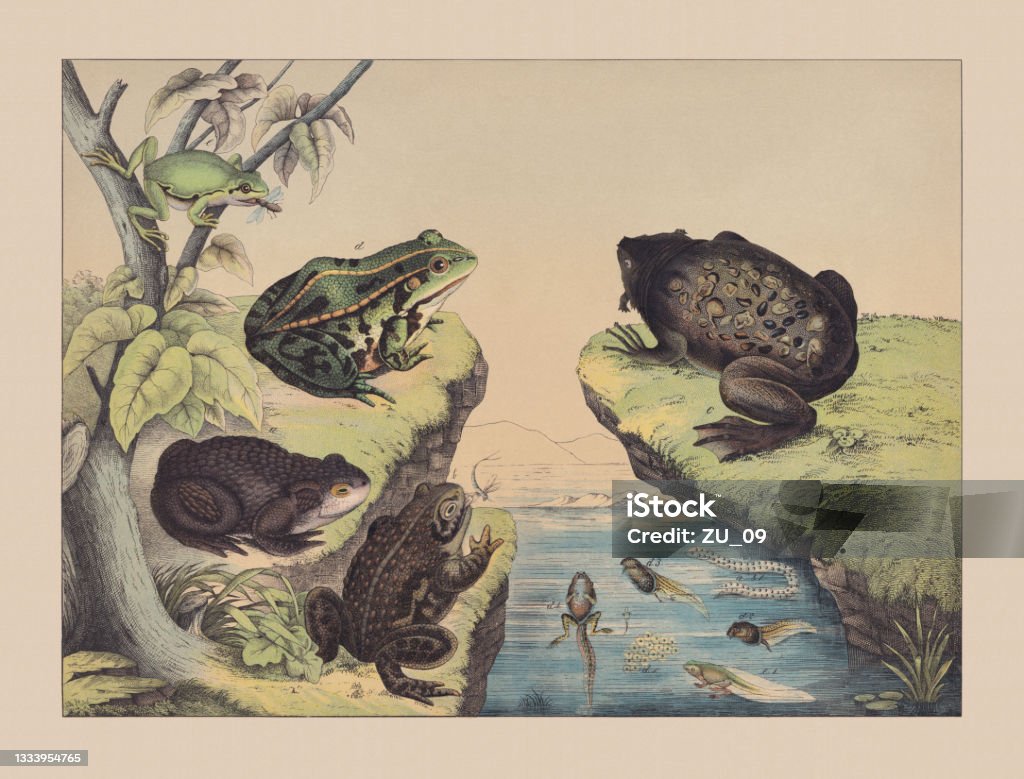 Amphibians (Anura), hand-colored chromolithograph, published in 1882 Amphibians (Anura): a) Common toad (Bufo bufo); b) Natterjack toad (Epidalea calamita); c) Common Surinam toad (Pipa pipa); d) Edible frog (Pelophylax kl. esculentus); e) European tree frog (Hyla arborea). Hand-colored chromolithograph, published in 1882. Frog stock illustration