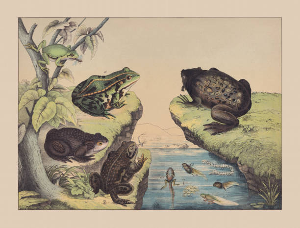 Amphibians (Anura), hand-colored chromolithograph, published in 1882 Amphibians (Anura): a) Common toad (Bufo bufo); b) Natterjack toad (Epidalea calamita); c) Common Surinam toad (Pipa pipa); d) Edible frog (Pelophylax kl. esculentus); e) European tree frog (Hyla arborea). Hand-colored chromolithograph, published in 1882. frog illustrations stock illustrations