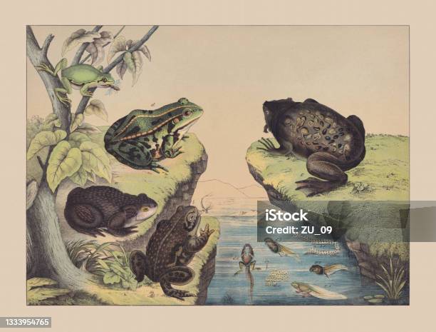 Amphibians Handcolored Chromolithograph Published In 1882 Stock Illustration - Download Image Now