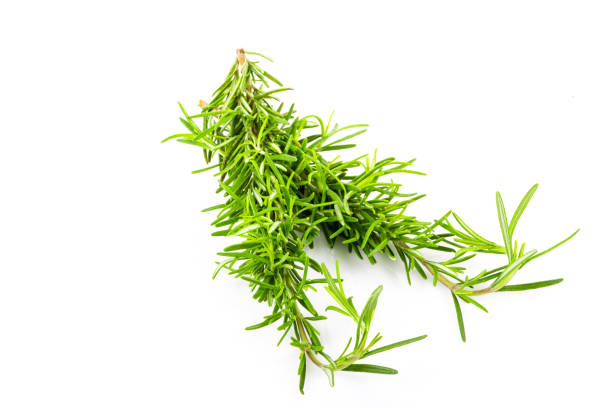 istock Rosemary isolated. Rosemary on white background. 1333957218