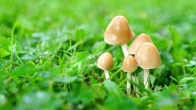 Close-up of a few small mushrooms in the green grass watered by the rain, selective focus