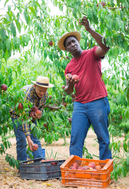 istock Two men harvest peaches in orchard 1333960180