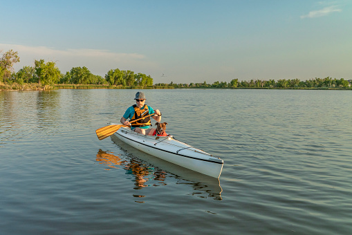 senior man is paddling a decked expedition canoe with his pit bull dog on a calm lake in Colorado in summer scenery, recreation with your pet concept