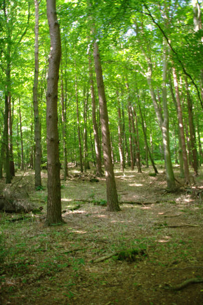 istock Summer in English woods 1333961528