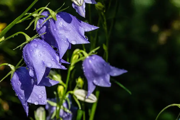 Purple blue flowers of Campanula persicifolia (peach-leaved bellflower) on blurred background. Selective focus. Close-up of petals with raindrops. Nature concept for design
