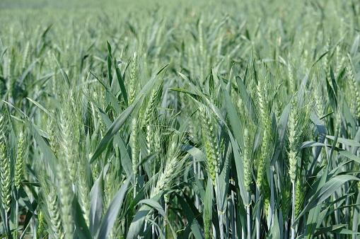 Rows of young wheat sprouts with green foliage growing in the agricultural field.