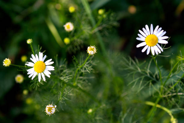 pequeñas flores de manzanilla florecen en el jardín en un día soleado y brillante contra el telón de fondo de hojas verdes y hierba. - pollen forecast fotografías e imágenes de stock