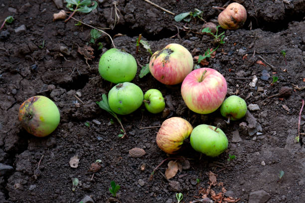 niedojrzałe zepsute jabłka leżą na suchej ziemi w ogrodzie w upalny dzień. - apple rotting fruit apple tree zdjęcia i obrazy z banku zdjęć