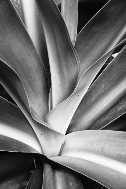istock Black and white leaves against natural background. 1333965401