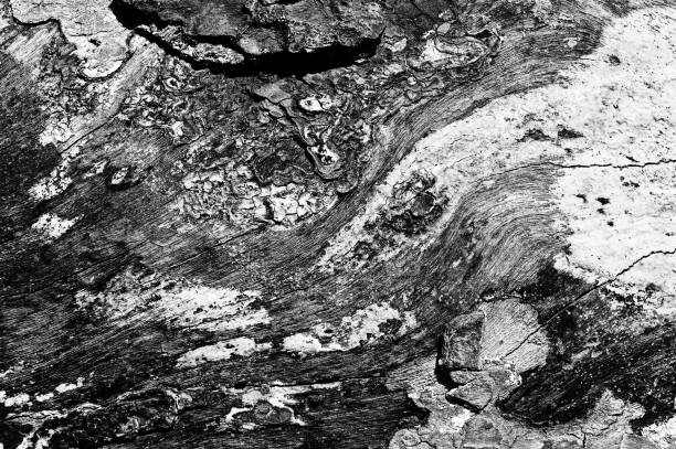 istock Black and white abstract tree trunk wood texture. Natural background. 1333965438
