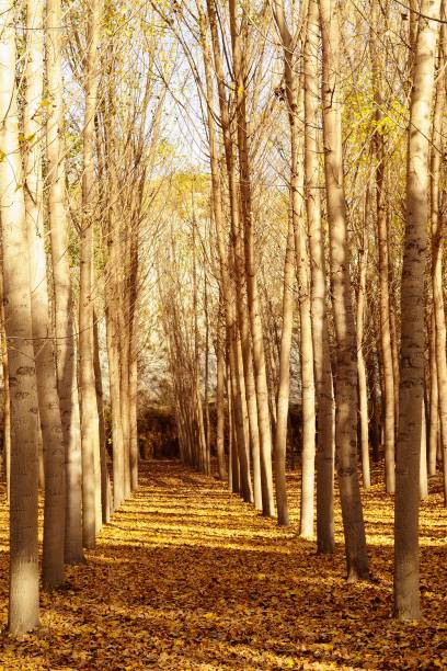 istock Isolated trees in the natural world 1333967341