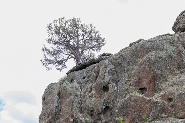 istock Isolated trees in the natural world 1333967345