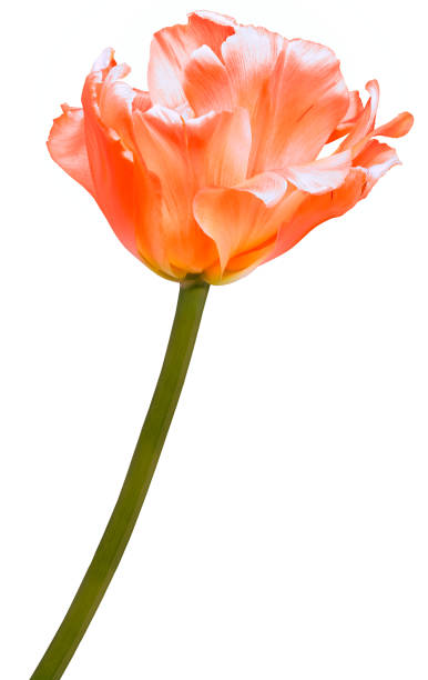 istock Orange flower tulip on a white background. Closeup. Nature. 1333967352
