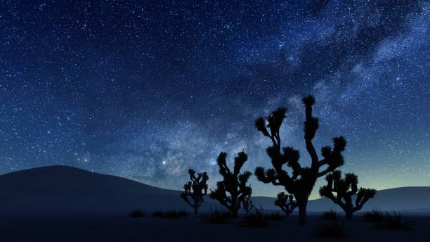 Joshua tree under night sky with Milky Way stars