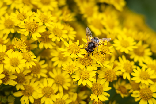 Common Drone Fly on Yellow Ragwort Flowers