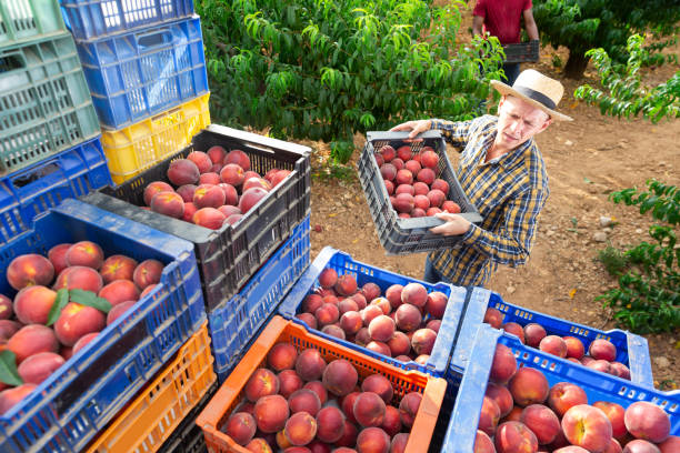 istock Man stacks crates of peaches in an orchard 1333972279