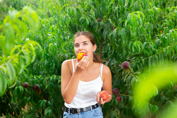 istock Woman tasting peaches during harvest in orchard 1333972302