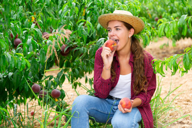 istock Woman tasting peaches during harvest in orchard 1333972304