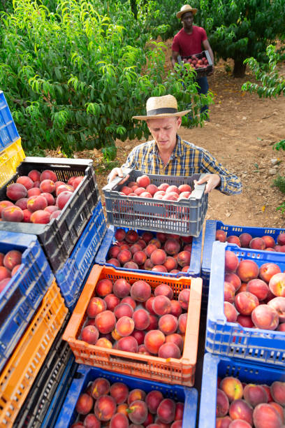 istock Men carrying crates of peaches 1333972340