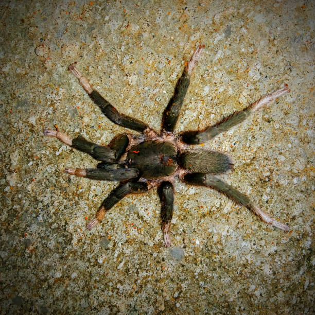 Rock Tarantula spider on rough surface, India