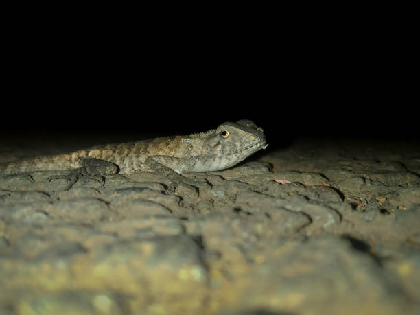 istock Garden lizard on the road at night 1333973739