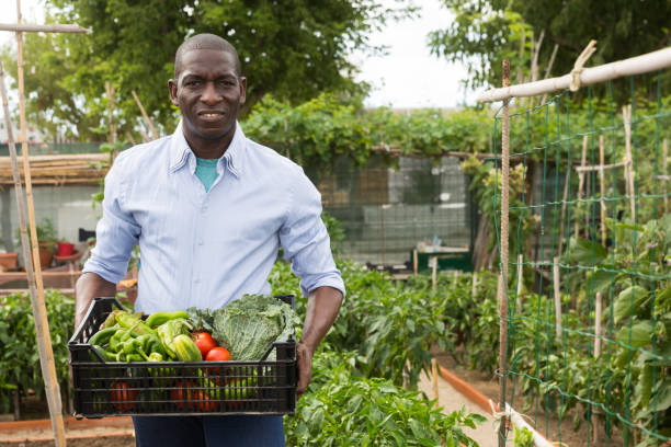 istock Smiling afro-american man harvesting vegetables in a box 1333976651