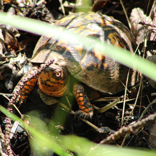 box turtle - ecosystem animals in the wild wood turtle imagens e fotografias de stock