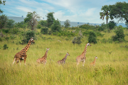 Nubian giraffe (Giraffa camelopardalis camelopardalis, also Uganda Giraffe) family with five animals in different sizes. Shot in wildlife, Kidepo National Park, directly at the border between Uganda and South Sudan.