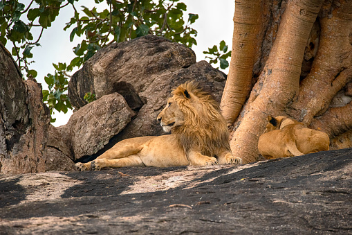 Large and majestic male lion (panthera leo) resting next to a sleeeping lioness on a rock. Shot in wildlife, Kidepo National Park, directly at the border between Uganda and South Sudan.