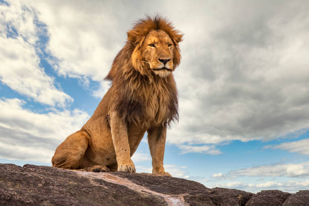 männlicher löwe (panthera leo) ruht auf einem felsen - lion mane strength male animal stock-fotos und bilder