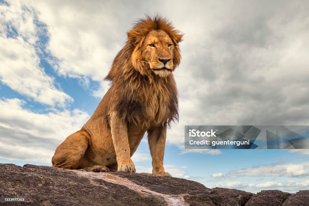 Male lion (panthera leo) resting on a rock Large and majestic male lion (panthera leo) resting on a large rock. Shot in wildlife, Kidepo National Park, directly at the border between Uganda and South Sudan. Lion - Feline Stock Photo