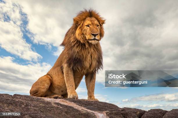 Male Lion Resting On A Rock Stock Photo - Download Image Now - Lion - Feline, Animal, Animal Themes