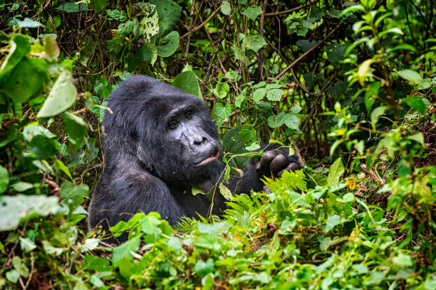 1,700+ Bwindi National Park Stock Photos, Pictures & Royalty-Free ...