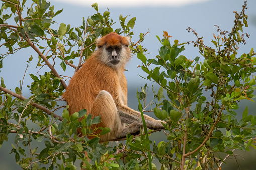 Patas monkey (Erythrocebus patas), also known as Hussar Monkey, sitting in a small bush. Shot in wildlife in Kidepo National Park, directly at the border between Uganda and South Sudan.