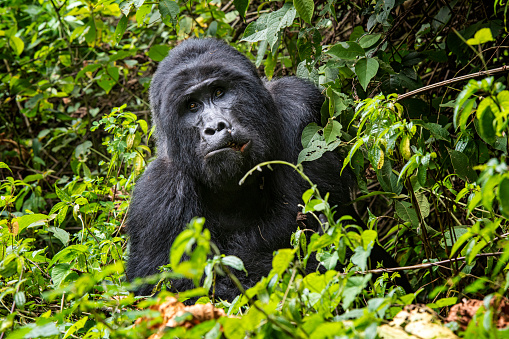 A silverback (dominant male) Mountain Gorilla (gorilla beringei beringei) on a clearing in the green jungle of Bwindi Impenetrable National Park. Shot in wildlife.