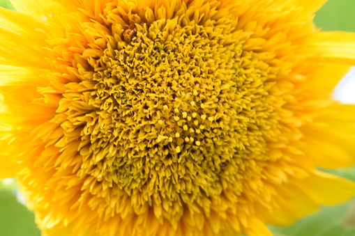 Bright yellow sunflower with yellow center