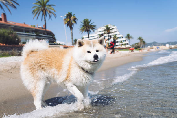 istock handsome akita inu dog bathing on the beach 1333980122