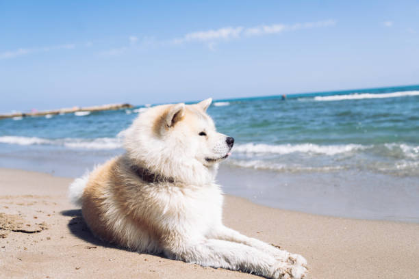 nice dog on the beach sitting on the sand, summer concept