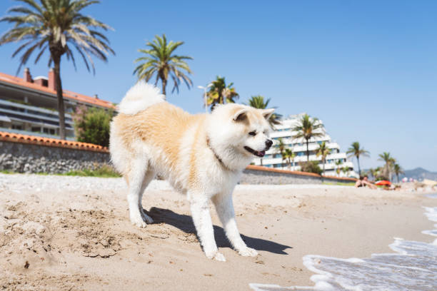 istock nice dog that wants to get in the water but is scared 1333980144