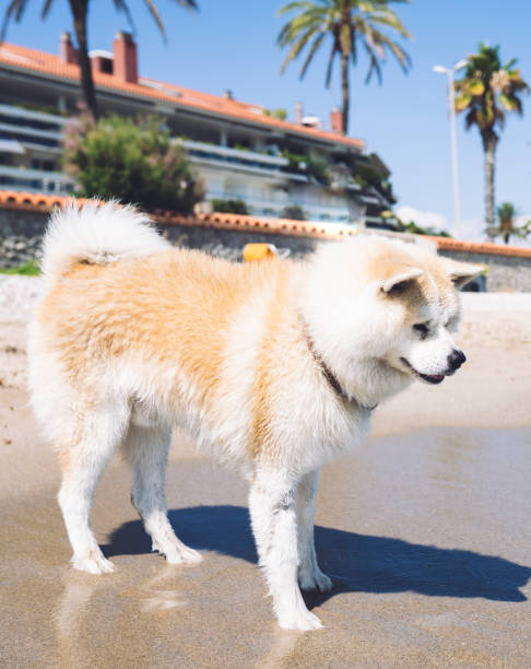 istock nice dog on the beach sitting on the sand, summer concept 1333980148