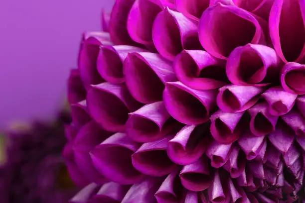 Photo of selective focus on purple flower petals close-up.