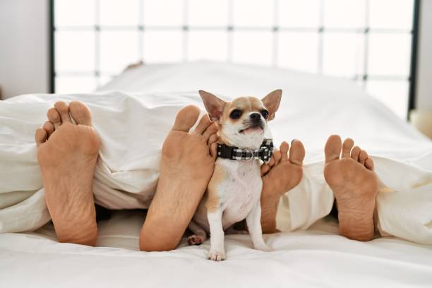 istock Couple feet and dog on bed. 1333984540